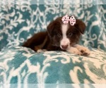 Small #13 Australian Shepherd