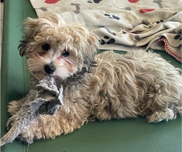 Medium Photo #14 Maltipoo (Miniature) Puppy For Sale in PALMDALE, CA, USA