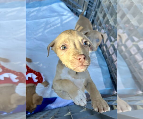 Medium Photo #3 Mutt Puppy For Sale in Mooresville, NC, USA