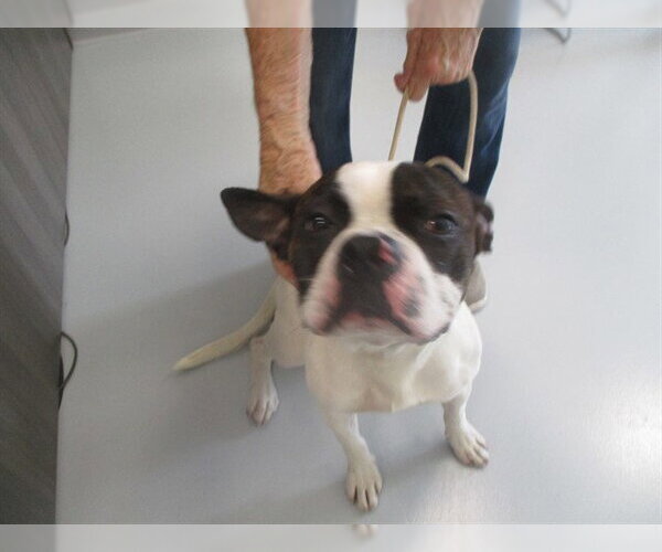 Medium Photo #1 Boxer Puppy For Sale in Ocala, FL, USA