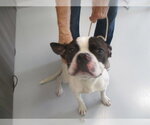 Small Boxer