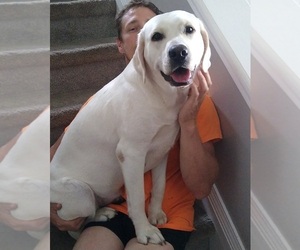 Mother of the Labrador Retriever puppies born on 08/26/2025