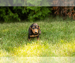 Small #9 Dachshund