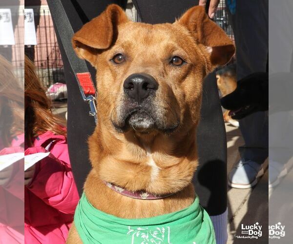Medium Photo #2 Golden Retriever-Unknown Mix Puppy For Sale in Washington, DC, USA
