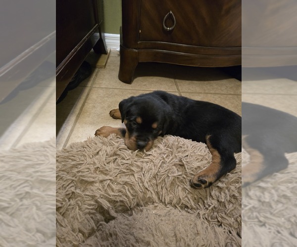 Medium Photo #4 Rottweiler Puppy For Sale in SARASOTA, FL, USA