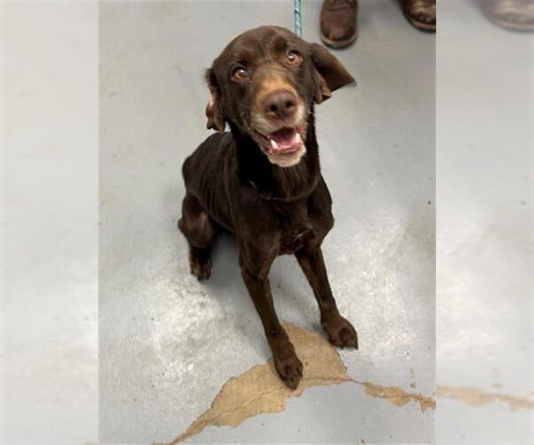 Medium Photo #1 Labrador Retriever Puppy For Sale in Peoria, IL, USA