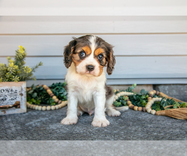 Medium Photo #2 Cavalier King Charles Spaniel Puppy For Sale in MILLERSBURG, OH, USA