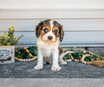 Small #1 Cavalier King Charles Spaniel