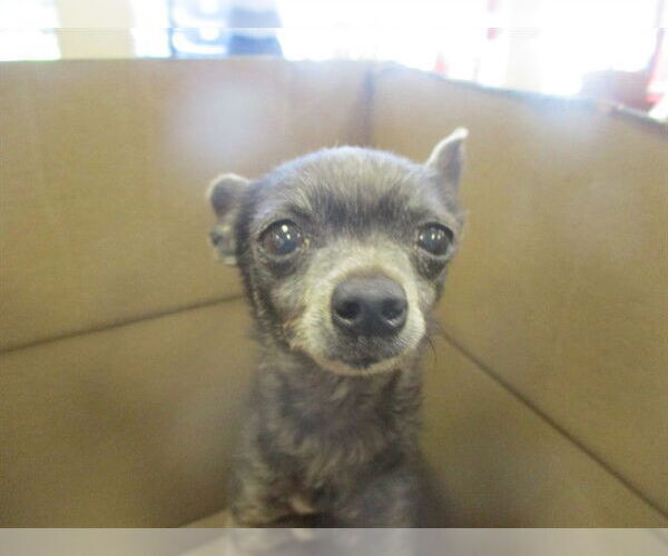 Medium Photo #1 Chihuahua Puppy For Sale in Ocala, FL, USA