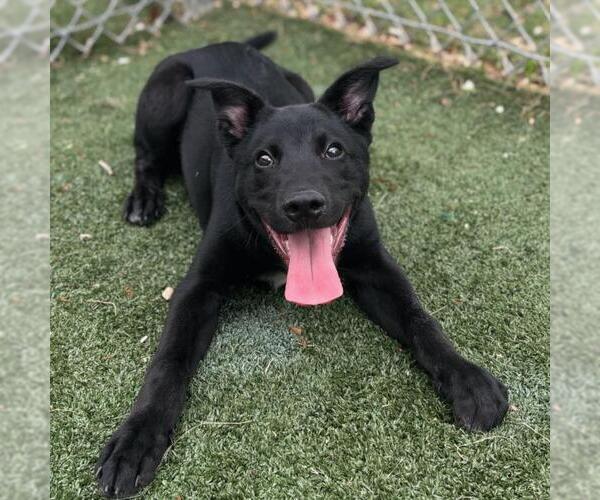 Medium Photo #1 Labrador Retriever-Unknown Mix Puppy For Sale in Texas City, TX, USA