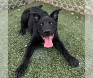 Labrador Retriever-Unknown Mix Dogs for adoption in Texas City, TX, USA