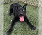 Small Labrador Retriever Mix