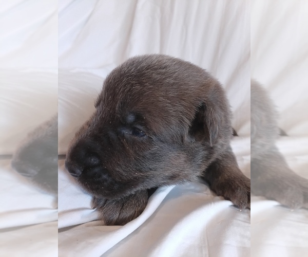 Medium Photo #2 German Shepherd Dog Puppy For Sale in LITCHFIELD, MI, USA