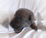 ronan - Male German Shepherd Dog Puppy for Sale - Photo #2