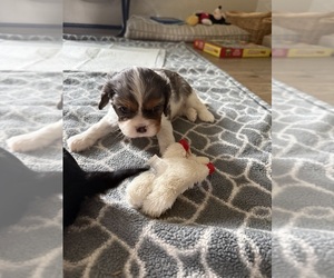 Medium Cavalier King Charles Spaniel