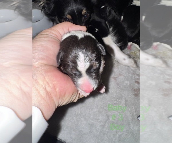 Medium Photo #9 Border-Aussie Puppy For Sale in MADRID, IA, USA