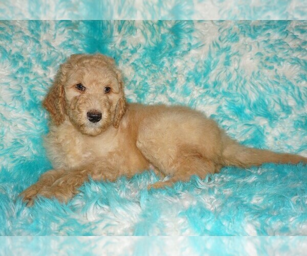 Medium Photo #1 Labradoodle Puppy For Sale in LA HABRA, CA, USA