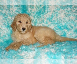 Labradoodle Puppy for sale in LA HABRA, CA, USA