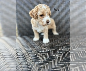 Cockapoo Puppy for sale in TITUSVILLE, FL, USA