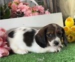 Small #3 Dachshund