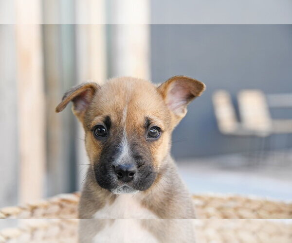 Medium Photo #2 Labrador Retriever-Unknown Mix Puppy For Sale in Sandy, UT, USA