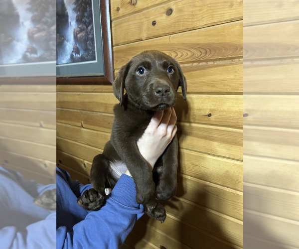 Medium Photo #1 Labrador Retriever Puppy For Sale in FAIRCHILD, WI, USA
