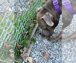 Small #2 American Staffordshire Terrier