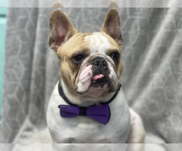 Medium Photo #1 French Bulldog Puppy For Sale in LAKELAND, FL, USA