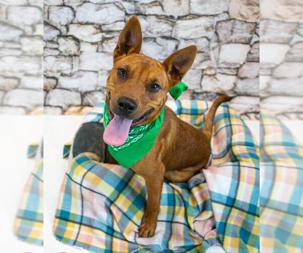 Medium Photo #4 Mutt Puppy For Sale in Kennesaw, GA, USA