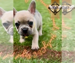 Small #4 French Bulldog
