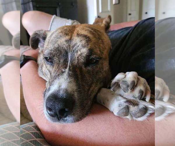 Medium Photo #34 American Pit Bull Terrier-Unknown Mix Puppy For Sale in OKLAHOMA CITY, OK, USA