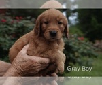 Small Golden Retriever