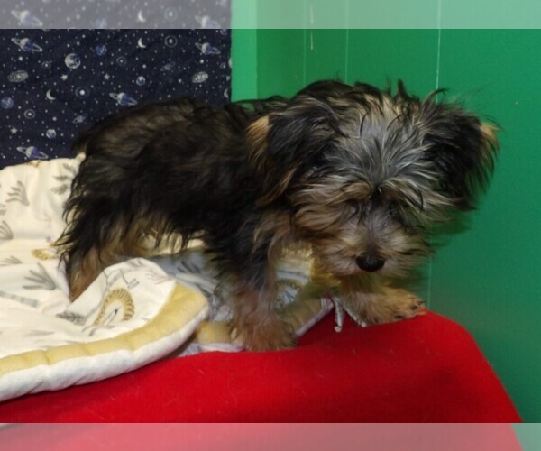 Medium Photo #6 Yo-Chon Puppy For Sale in PATERSON, NJ, USA