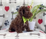 Small Photo #4 Poodle (Miniature)-Schnoodle (Miniature) Mix Puppy For Sale in LAKELAND, FL, USA