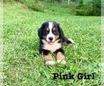 Puppy Pink Girl Bernese Mountain Dog