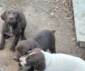 German Shorthaired Pointer Puppy for sale in WOODSBORO, TX, USA