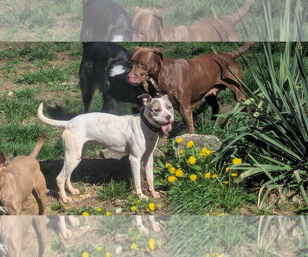 Medium Photo #2 American Pit Bull Terrier-Unknown Mix Puppy For Sale in Germantown, OH, USA