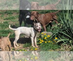 Small #1 American Pit Bull Terrier Mix