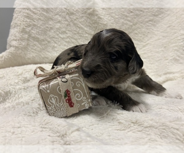Medium Photo #17 Aussiedoodle Puppy For Sale in PASCAGOULA, MS, USA