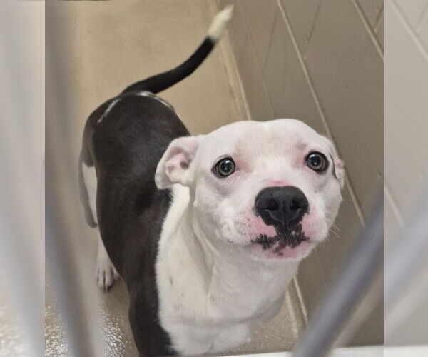 Medium Photo #2 American Pit Bull Terrier Puppy For Sale in Decatur, IL, USA