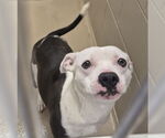 Small #1 American Pit Bull Terrier