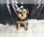 Small #1 Morkie