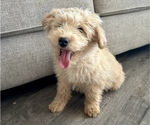 Small #1 Goldendoodle (Miniature)