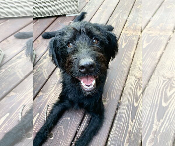 Medium Photo #1 Miniature Labradoodle Puppy For Sale in Buffalo, MN, USA