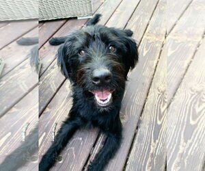 Miniature Labradoodle Dogs for adoption in Buffalo, MN, USA