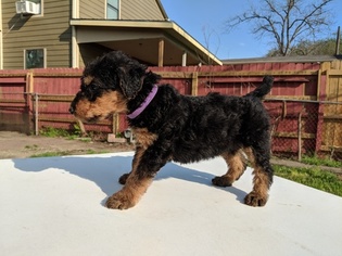 Airedale Terrier Puppy for sale in PASADENA, TX, USA