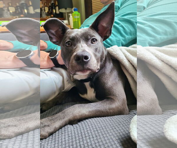 Medium Photo #7 American Staffordshire Terrier-Unknown Mix Puppy For Sale in Minneapolis, MN, USA