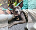 Small #6 American Staffordshire Terrier Mix