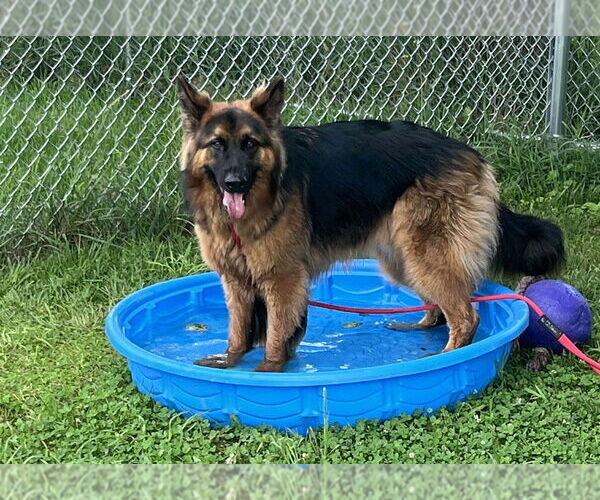 Medium Photo #2 German Shepherd Dog Puppy For Sale in Mt. Airy, MD, USA
