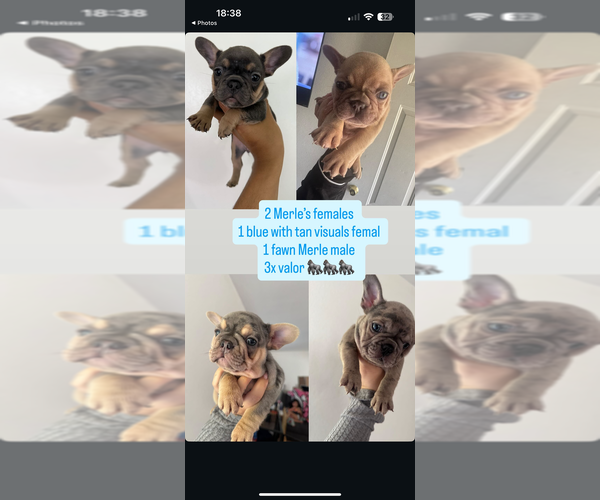 Medium Photo #1 French Bulldog Puppy For Sale in GALT, CA, USA